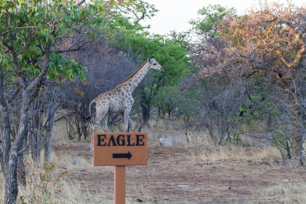 Eagle Tented Lodge & Spa Okaukuejo Exterior foto